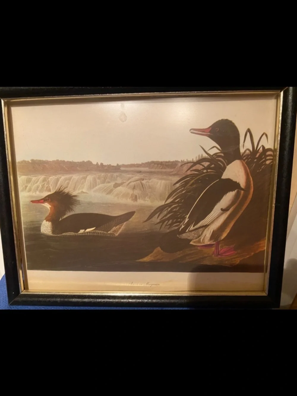 James Audoban Print of American Merganser